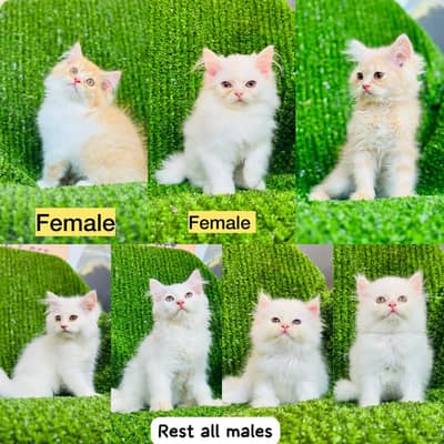 pure Extreme Breed Available Rawalpindi