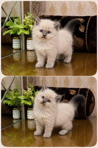 persian cats and kittens for sale wtsapp (0307/710/92/69)