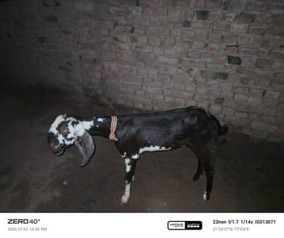 Desi bakri with 2 teeth