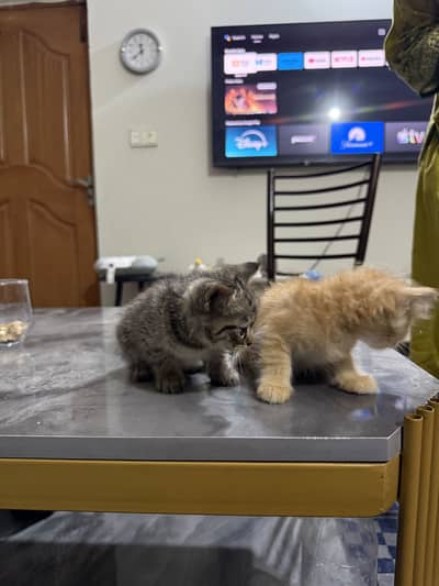 Persian cat for sale