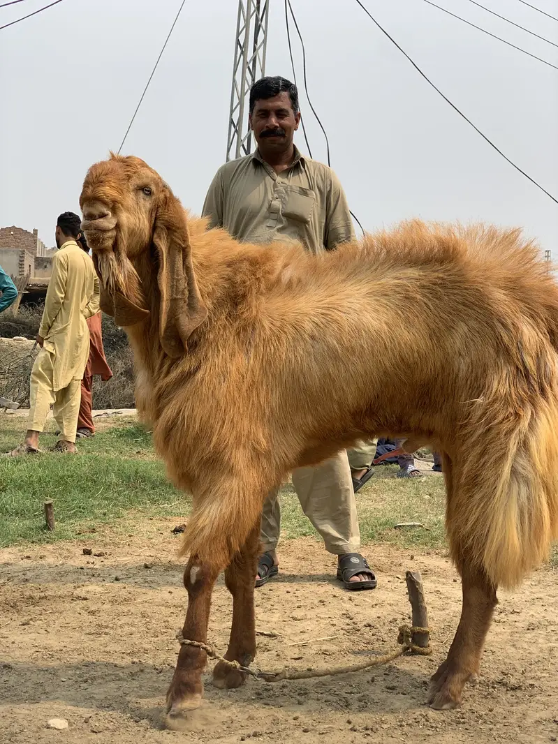 Balwali Top Class breeder for Sale
