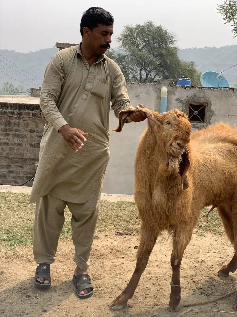 Balwali Top Class breeder for Sale — photo 2