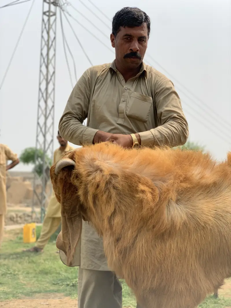 Balwali Top Class breeder for Sale — photo 3