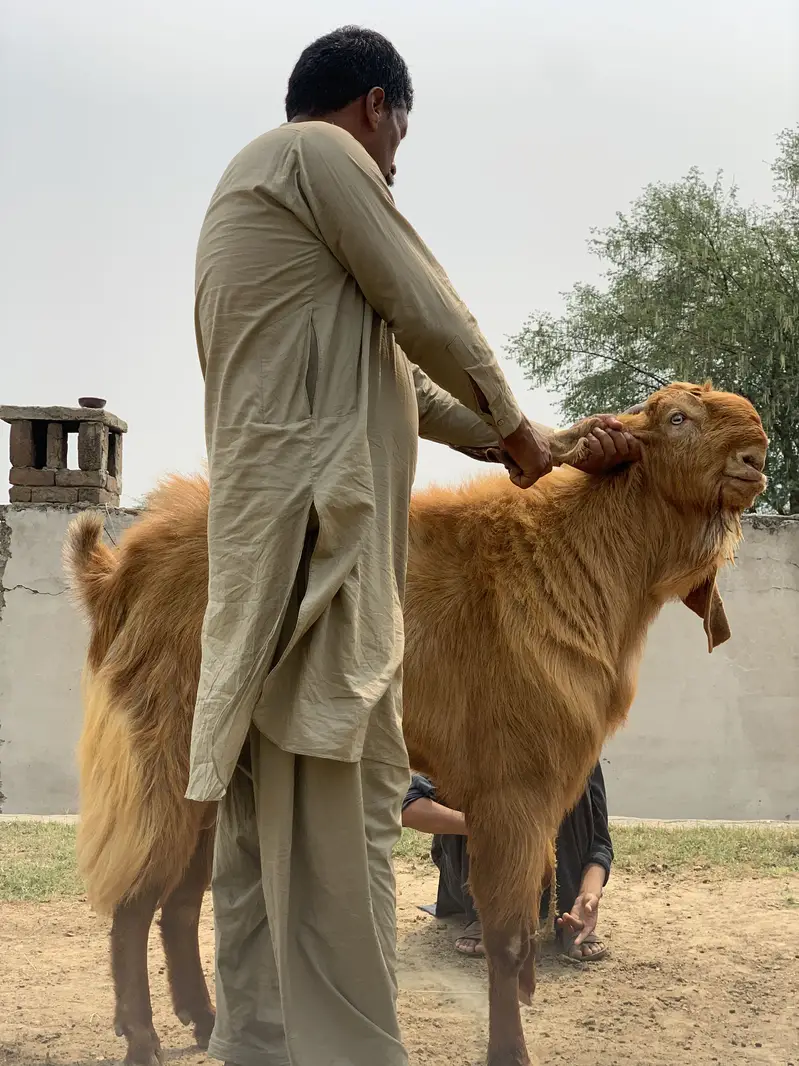 Balwali Top Class breeder for Sale — photo 4