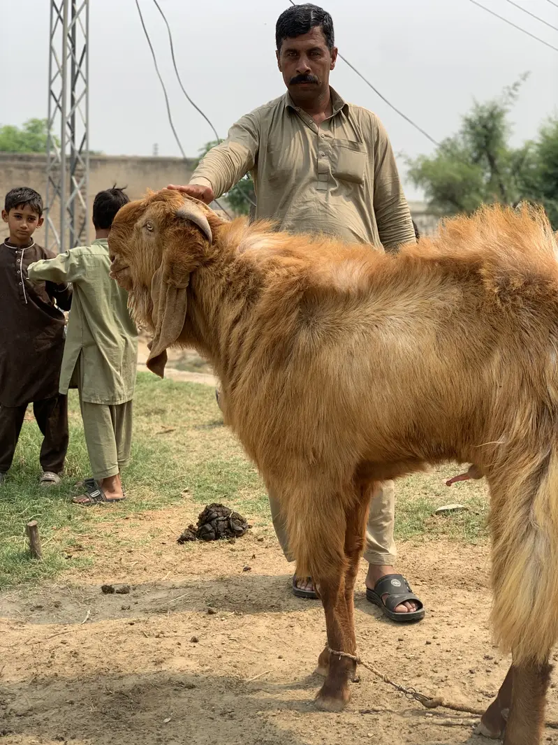 Balwali Top Class breeder for Sale — photo 5