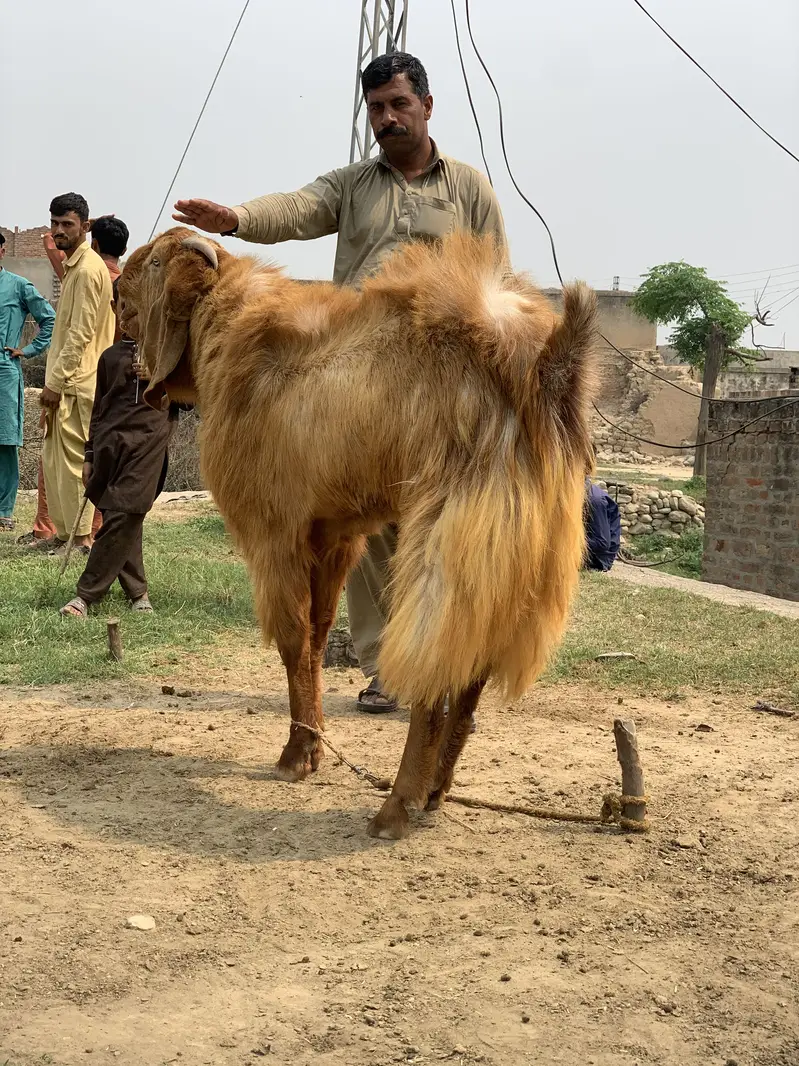 Balwali Top Class breeder for Sale — photo 6