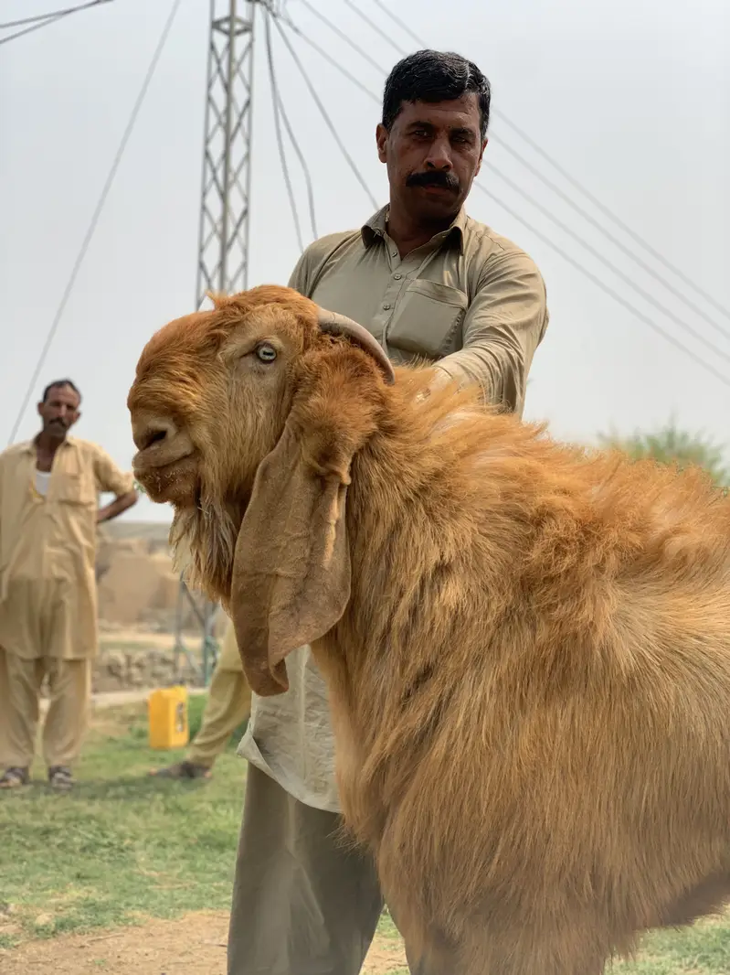 Balwali Top Class breeder for Sale — photo 7