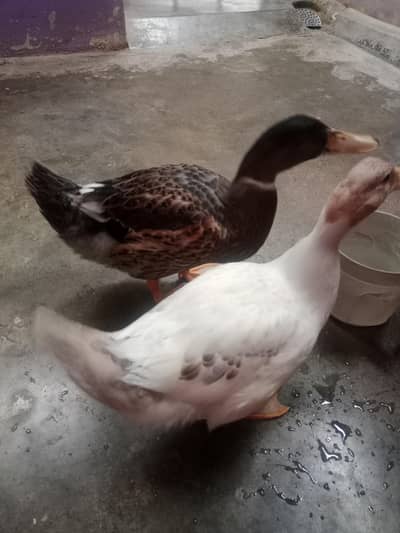 Ducks for sale