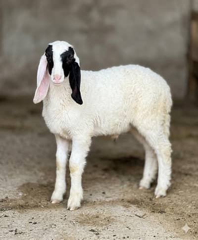 dumba sheep bakra goat mundra kajla larkana abluck gulabi baby sheep