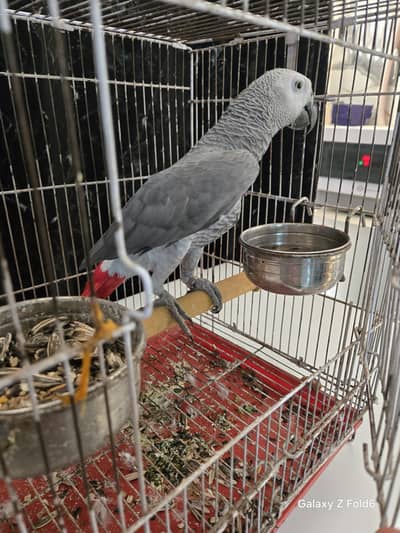 gray parrot male hai