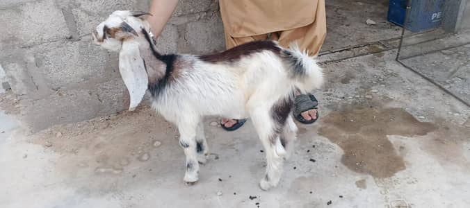 Bakra 3.5 For sale
