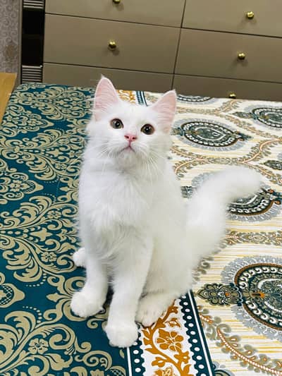 persian cats and kittens for sale wtsapp (0307/710/92/69)