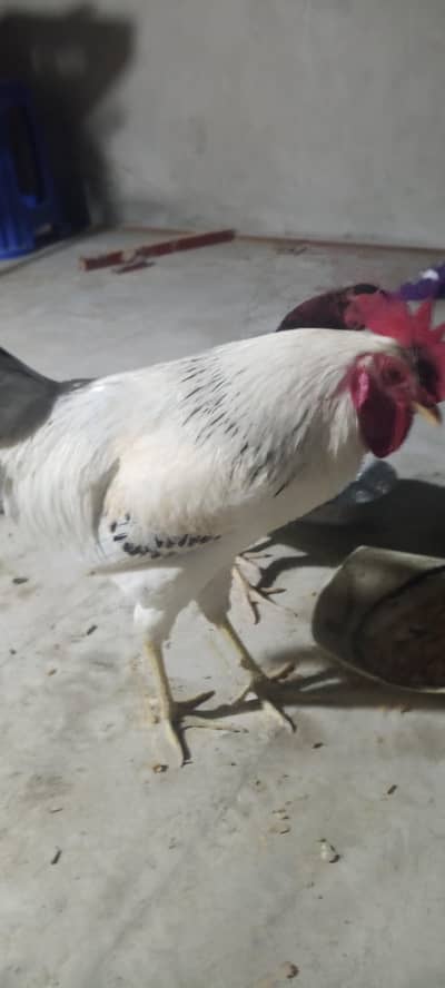 Desi murga aseel murgi for sale