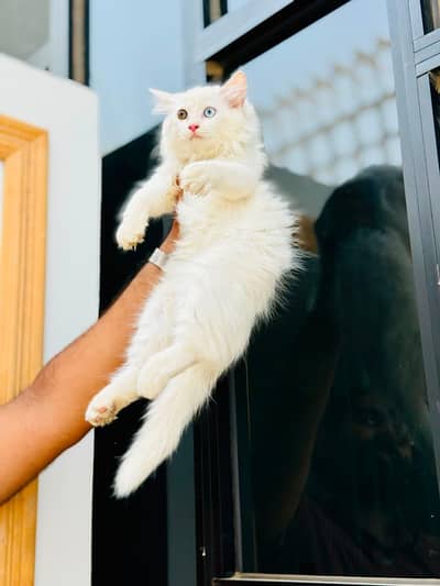 persian cats and kittens for sale wtsapp (0307/710/92/69)