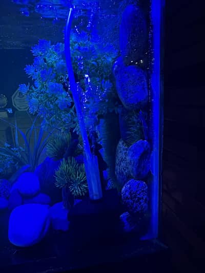 Fish Aquarium | Fish Tank | Aquarium