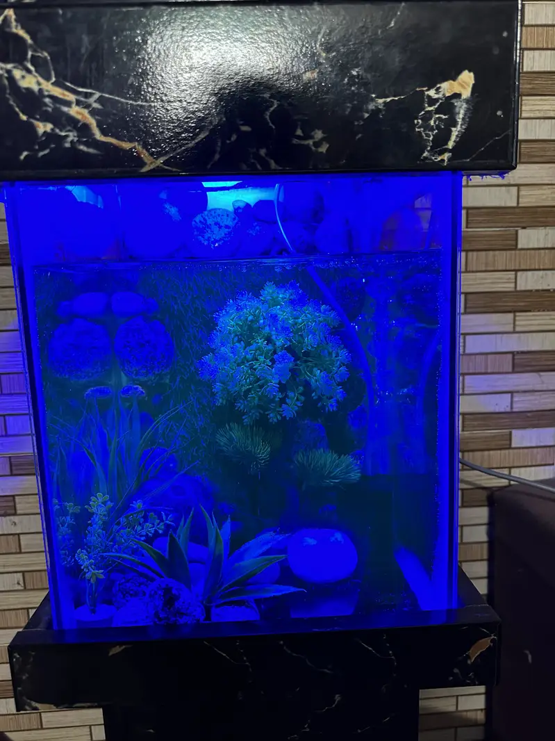 Fish Aquarium | Fish Tank | Aquarium — photo 4