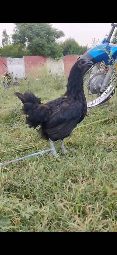 Ayam cemani