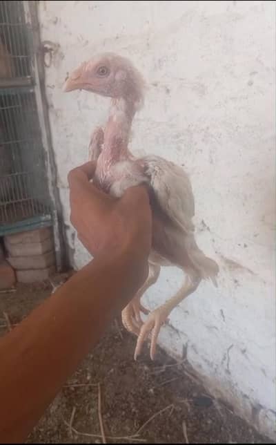 heerà chick    03133616178
