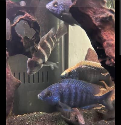 Selling fansi fishes