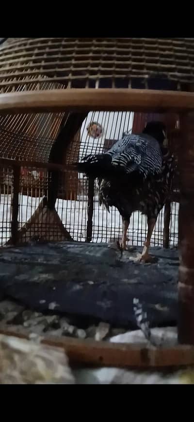 Kala teeter sindhi