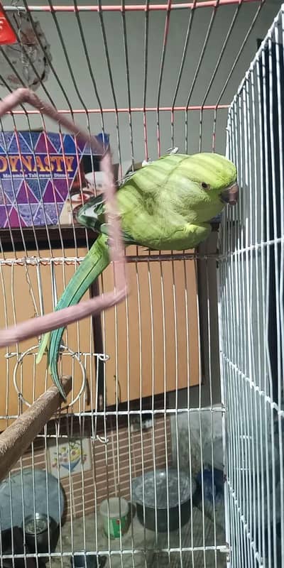 ringe neck wild female ready to breed femele