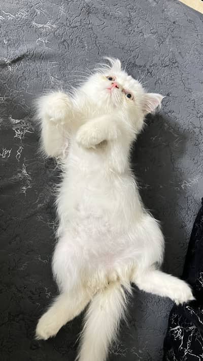 Issabella 1 month old persian female cat