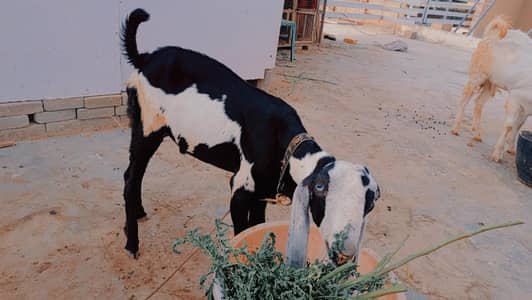 Beetal Bakra for sale