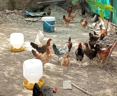 hens and rooster for sale