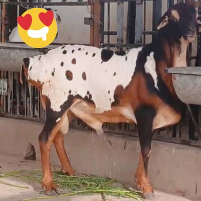 Healthy & active Jandaar Sudani sheep 4 dant