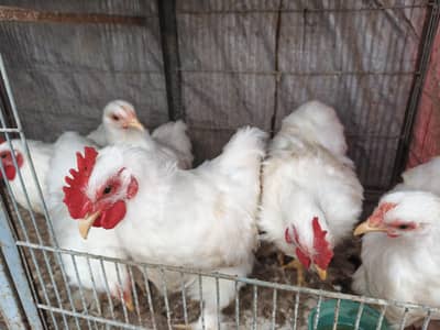 white & black bantam pairs available age 4 mother
