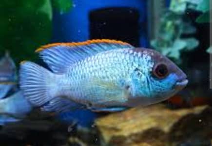 fancy fish for sale