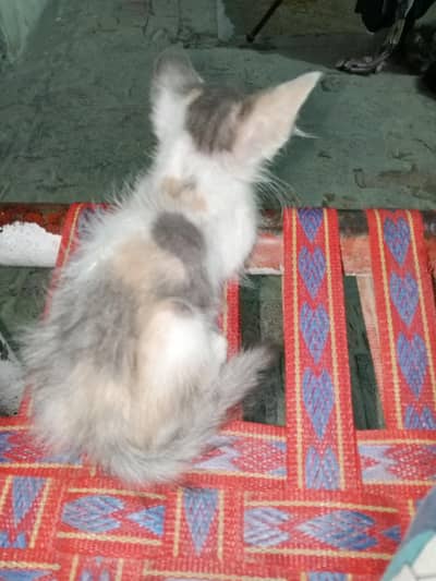 persian kitten