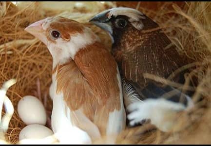 Bangalise (Society Finch) breeder pairs (1800)