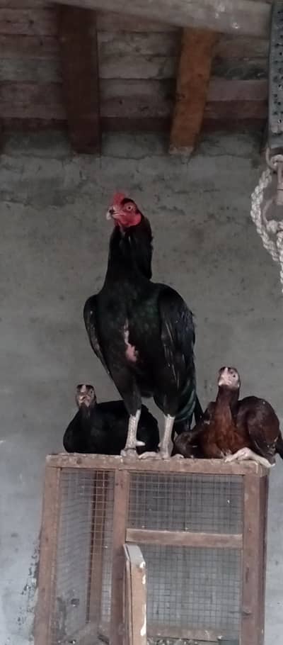 Mian wali traio set for sale