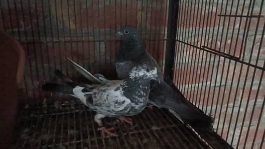 chapra breeder pair 03364776502. WhatsApp