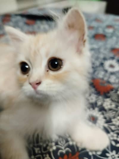 kitten for sale