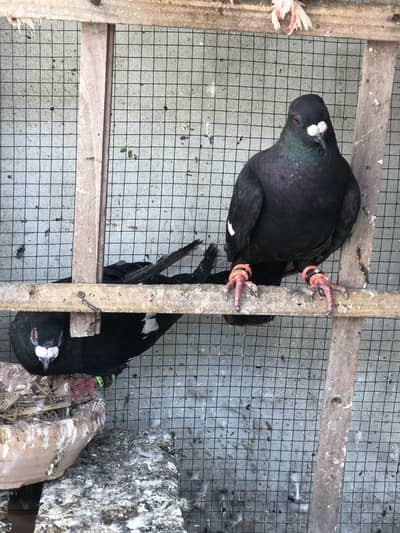 Gola Pigeon Desi Gandydar