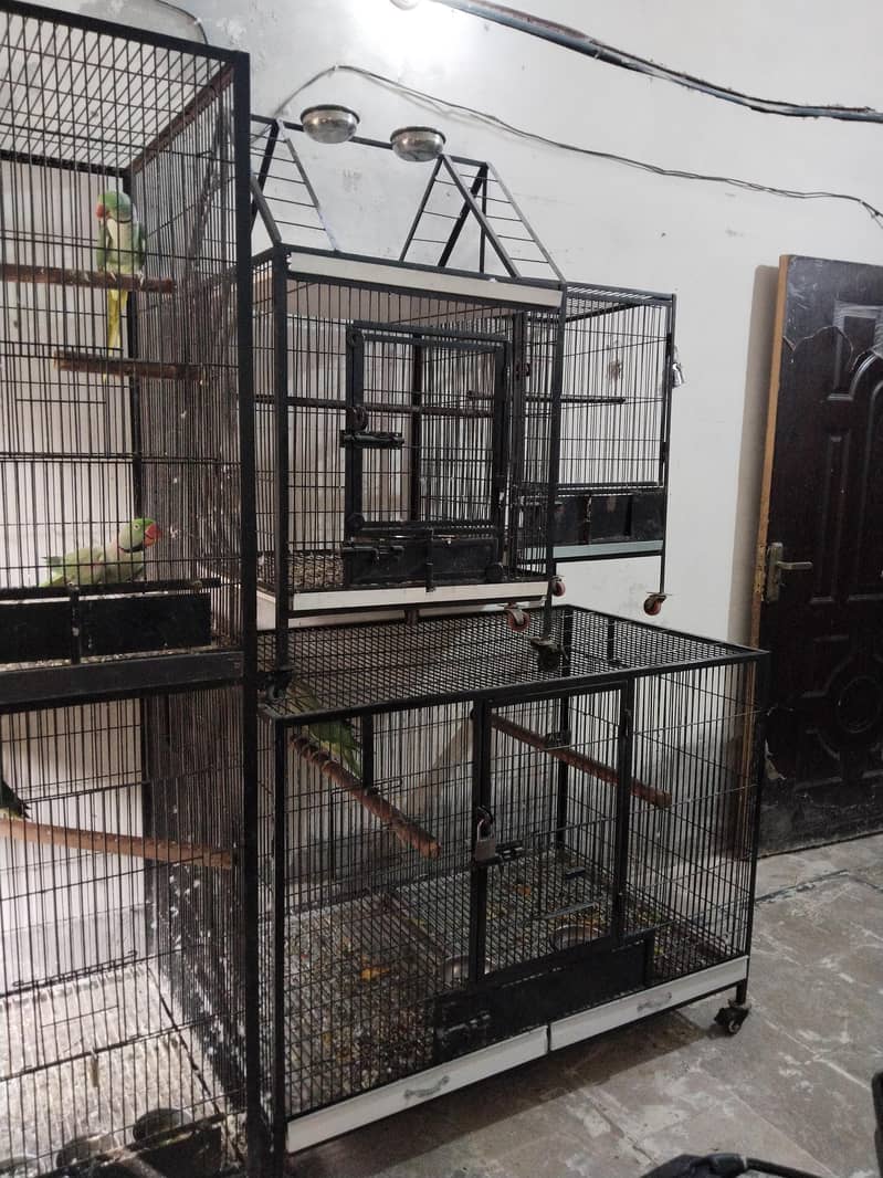 Raw or cage 1