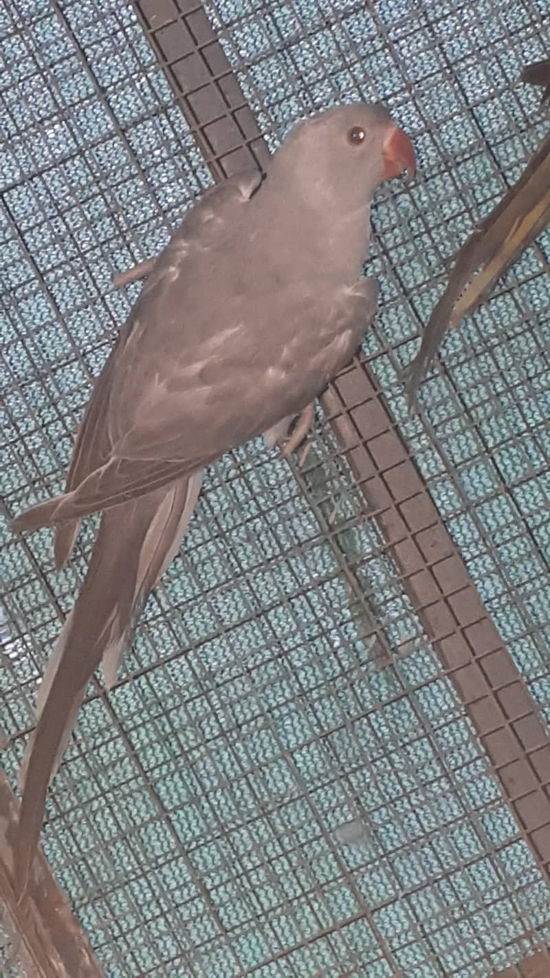 parot 0
