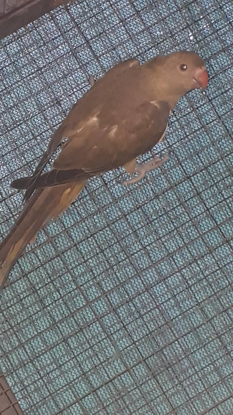 parot 3
