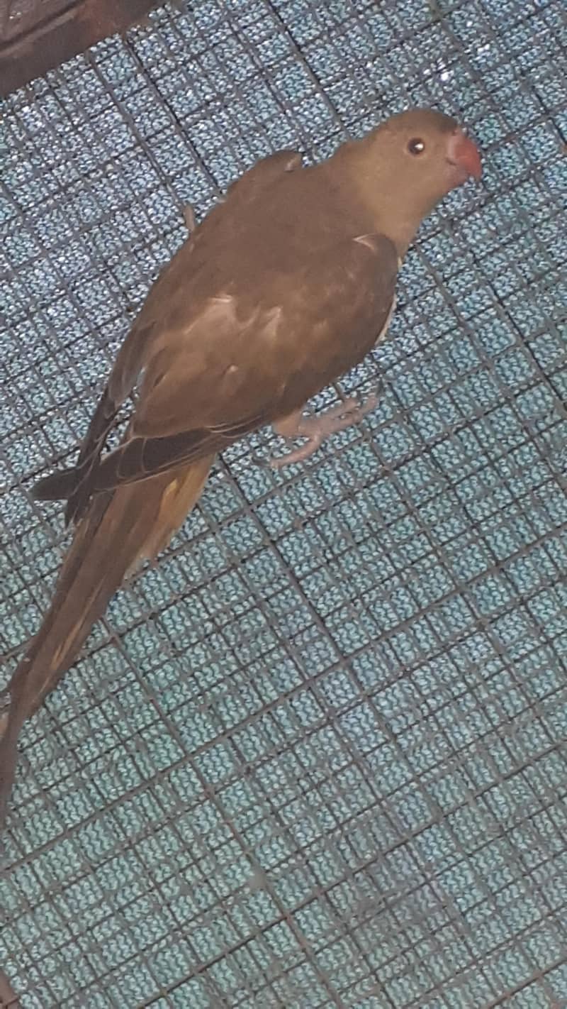 parot 4