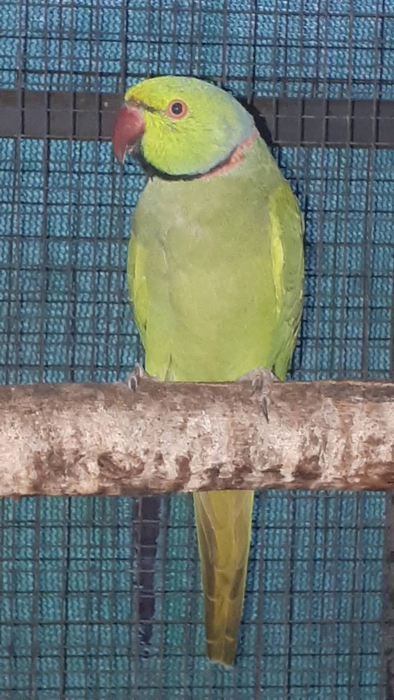 parot 5