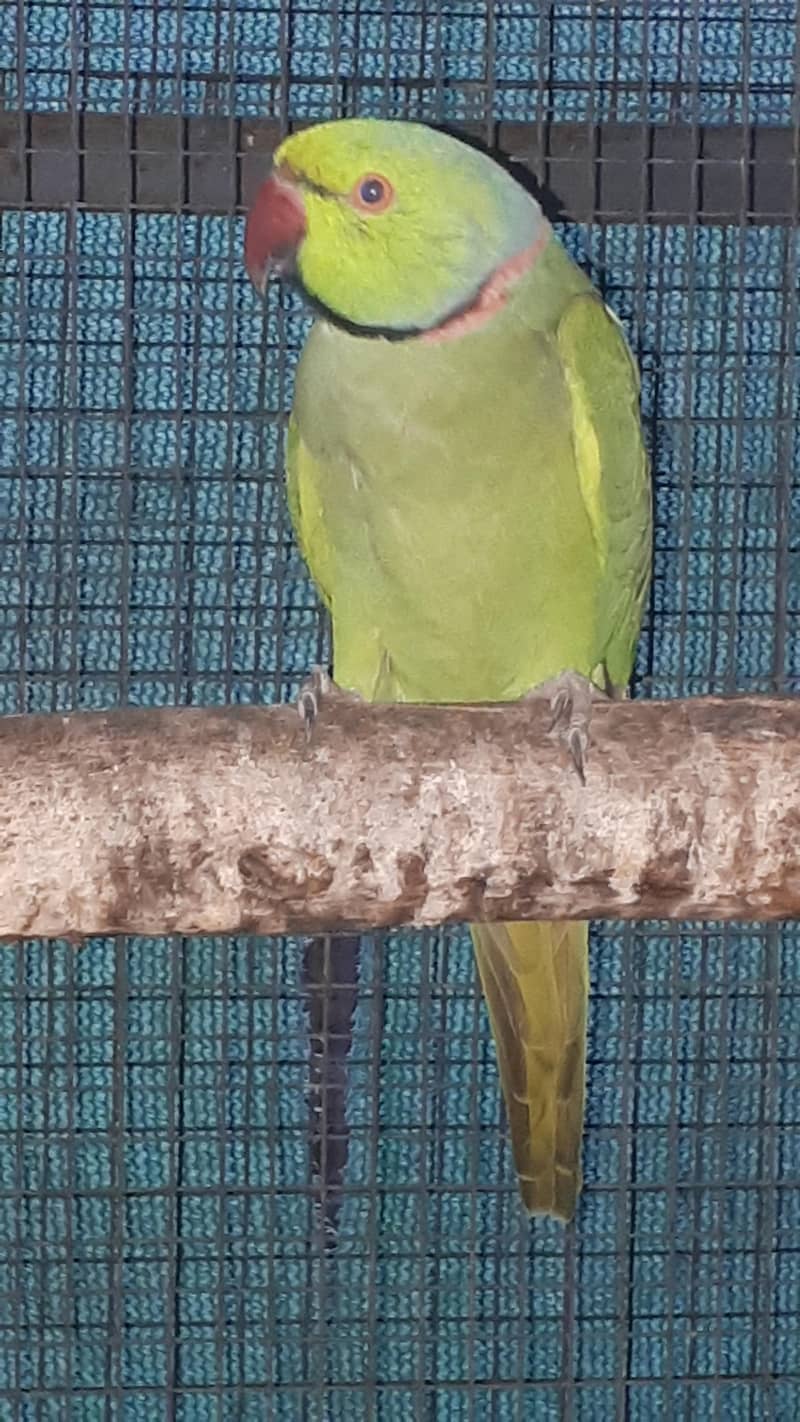 parot 6