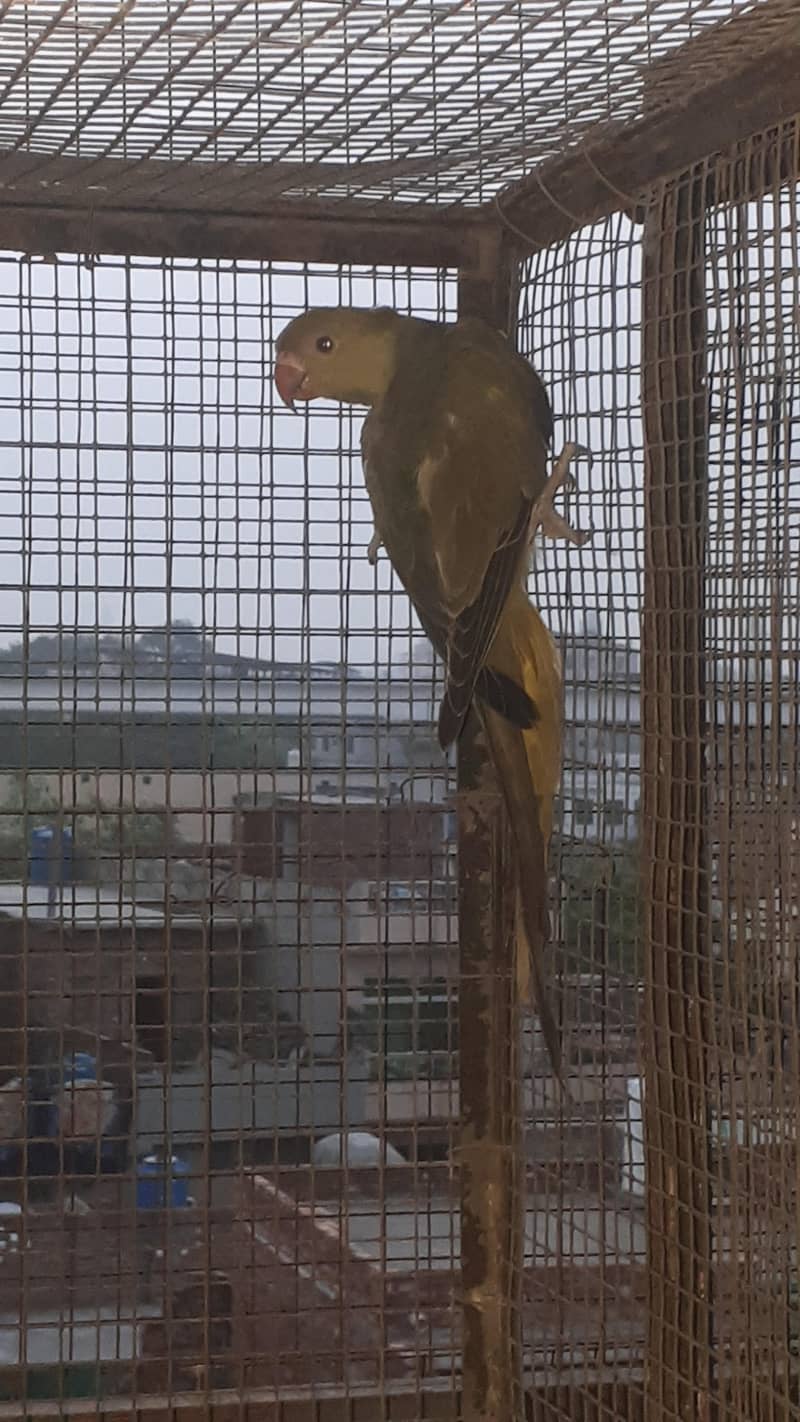 parot 7