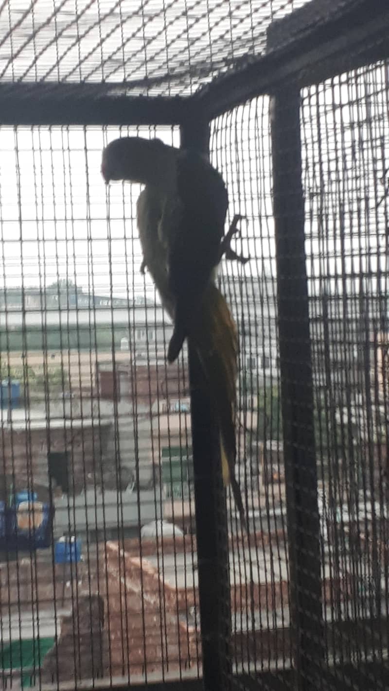 parot 8