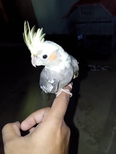 pearl cocktail male