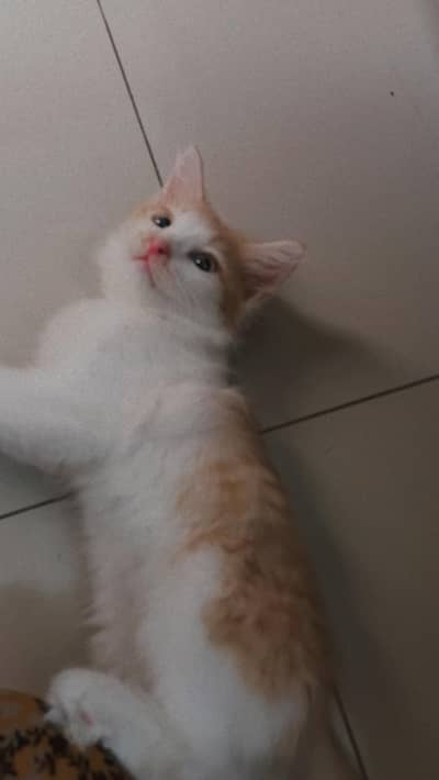 siberian cat
