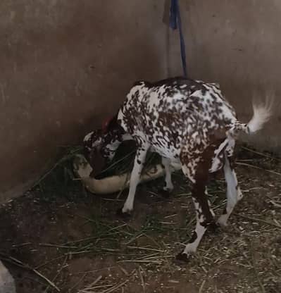 Fresh 4 teeth mundi bakri cheena print