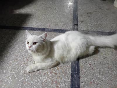 sale a cat