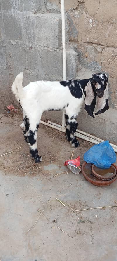Bakra